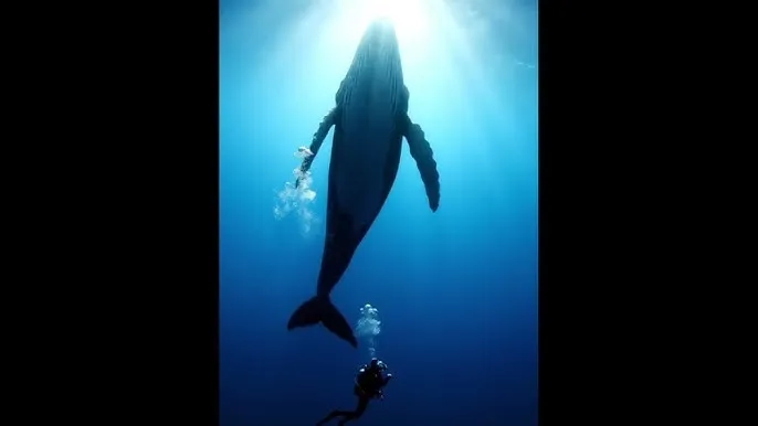 老师的兔子好软水好多视频 - 深蓝星球：探索海洋深处的未知世界